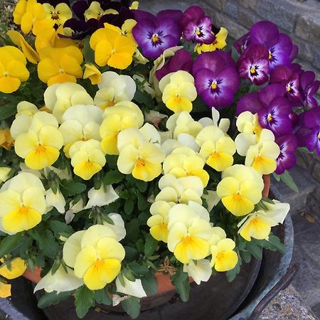 B&B Les Fleurs 기그노드 외부 사진
