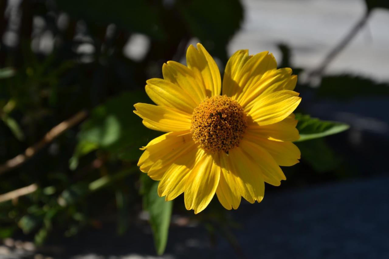 B&B Les Fleurs 기그노드 객실 사진